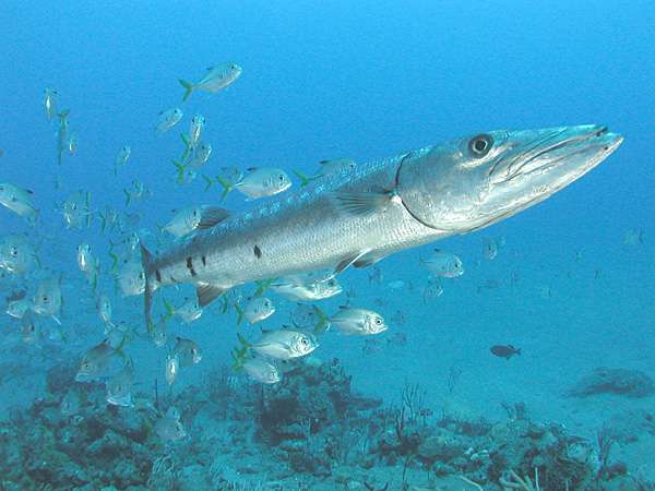 Le poisson barracuda en Thaïlande avec le club de Plongée Asie Padi/Cmas/Adip 5* IDC Le poisson barracuda en Thaïlande avec le club de Plongée Asie Padi/Cmas/Adip 5* IDC
