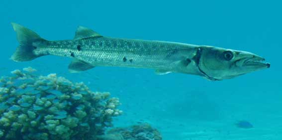 Le poisson barracuda en Thaïlande avec le club de Plongée Asie Padi/Cmas/Adip 5* IDC Le poisson barracuda en Thaïlande avec le club de Plongée Asie Padi/Cmas/Adip 5* IDC
