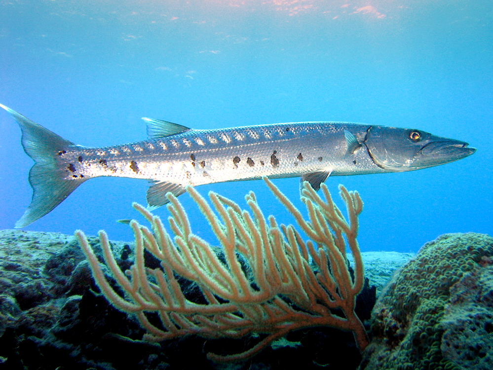 Le poisson barracuda en Thaïlande avec le club de Plongée Asie Padi/Cmas/Adip 5* IDC Le poisson barracuda en Thaïlande avec le club de Plongée Asie Padi/Cmas/Adip 5* IDC