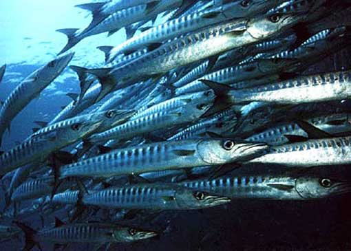 Le poisson barracuda en Thaïlande avec le club de Plongée Asie Padi/Cmas/Adip 5* IDC Le poisson barracuda en Thaïlande avec le club de Plongée Asie Padi/Cmas/Adip 5* IDC