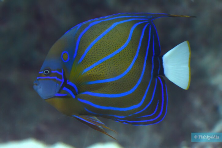 Poissons Ange en Thaïlande avec le club de Plongée Asie Padi/Cmas/Adip 5* IDC Dive Accademy Thailand Diving Pattaya