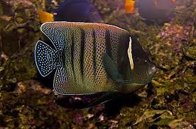Poissons Ange en Thaïlande avec le club de Plongée Asie Padi/Cmas/Adip 5* IDC Dive Accademy Thailand Diving Pattaya Poissons Ange en Thaïlande avec le club de Plongée Asie Padi/Cmas/Adip 5* IDC Dive Accademy Thailand Diving Pattaya