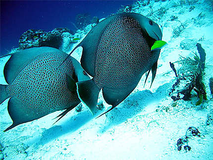 Poissons Ange en Thaïlande avec le club de Plongée Asie Padi/Cmas/Adip 5* IDC Dive Accademy Thailand Diving Pattaya Poissons Ange en Thaïlande avec le club de Plongée Asie Padi/Cmas/Adip 5* IDC Dive Accademy Thailand Diving Pattaya