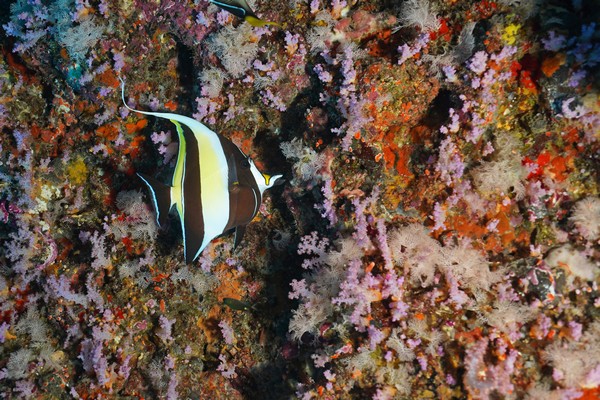 Poissons Ange en Thaïlande avec le club de Plongée Asie Padi/Cmas/Adip 5* IDC Dive Accademy Thailand Diving Pattaya Poissons Ange en Thaïlande avec le club de Plongée Asie Padi/Cmas/Adip 5* IDC Dive Accademy Thailand Diving Pattaya