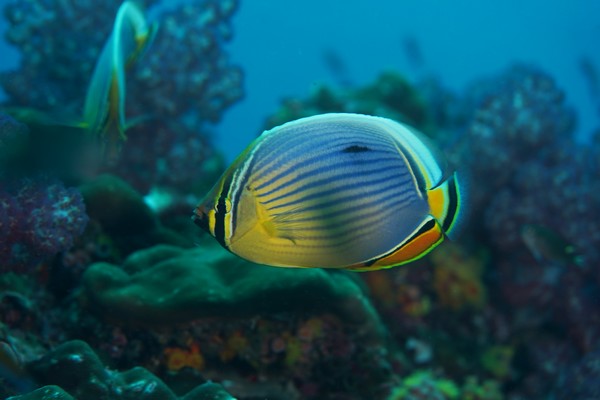 Poissons Ange en Thaïlande avec le club de Plongée Asie Padi/Cmas/Adip 5* IDC Dive Accademy Thailand Diving Pattaya