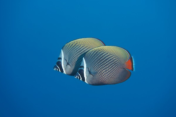 Poissons Ange en Thaïlande avec le club de Plongée Asie Padi/Cmas/Adip 5* IDC Dive Accademy Thailand Diving Pattaya