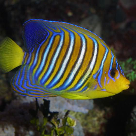 Poissons Ange en Thaïlande avec le club de Plongée Asie Padi/Cmas/Adip 5* IDC Dive Accademy Thailand Diving Pattaya Poissons Ange en Thaïlande avec le club de Plongée Asie Padi/Cmas/Adip 5* IDC Dive Accademy Thailand Diving Pattaya