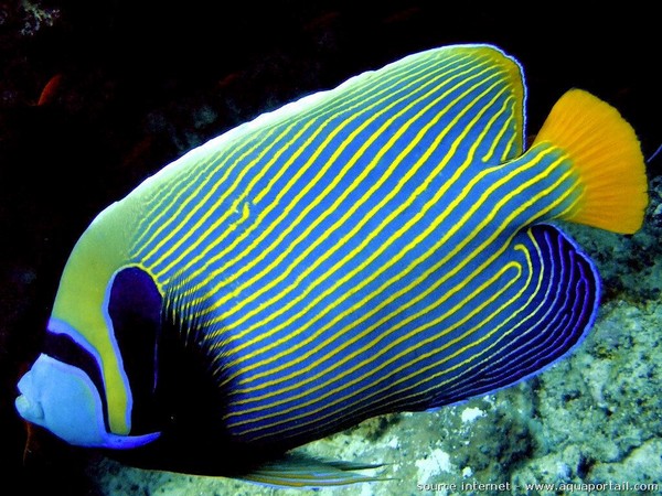 Poissons Ange en Thaïlande avec le club de Plongée Asie Padi/Cmas/Adip 5* IDC Dive Accademy Thailand Diving Pattaya Poissons Ange en Thaïlande avec le club de Plongée Asie Padi/Cmas/Adip 5* IDC Dive Accademy Thailand Diving Pattaya