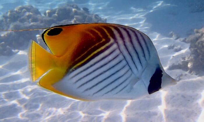 Poissons Ange en Thaïlande avec le club de Plongée Asie Padi/Cmas/Adip 5* IDC Dive Accademy Thailand Diving Pattaya