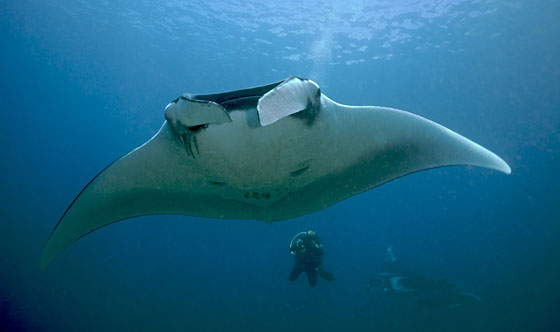 🐋 Raie Manta en Thaïlande avec le club de Plongée Asie Padi/Cmas/Adip 5* IDC 🐋 Raie Manta en Thaïlande avec le club de Plongée Asie Padi/Cmas/Adip 5* IDC