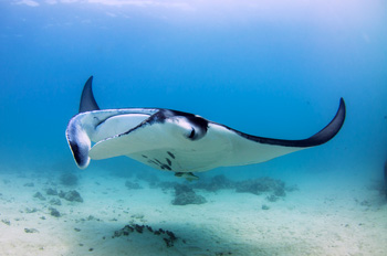 🐋 les raies Mantas en Thaïlande aux iles Similans en Thaïlande et d’Asie 🐋 les raies Mantas en Thaïlande aux iles Similans en Thaïlande et d’Asie