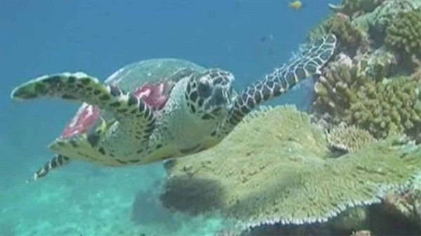 Tortue en Thaïlande avec le club de Plongée Asie Padi/Cmas/Adip 5* IDC Tortue en Thaïlande avec le club de Plongée Asie Padi/Cmas/Adip 5* IDC