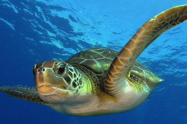 Les tortues en Thaïlande avec le club de Plongée Asie Padi/Cmas/Adip 5* IDC Les tortues en Thaïlande avec le club de Plongée Asie Padi/Cmas/Adip 5* IDC